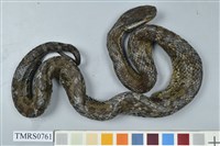 藏品(菊池氏龜殼花)的圖片